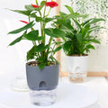 Self-Watering Smart Plant Pot | Keeps Plants Healthy for Weeks